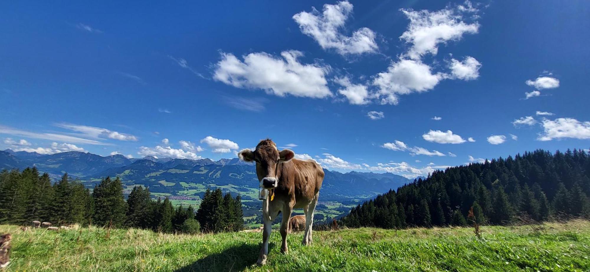 Fewo Allgaeuliebe Mit Wlan Oberstaufen Steibis Exterior photo